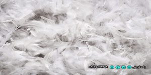 عرضه مستقیم بالش از تولیدی